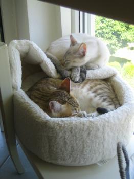 Bibi und Pippi Lotta Bild von Bibi