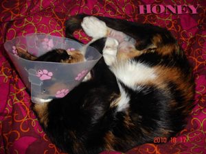 h Bild von Honey