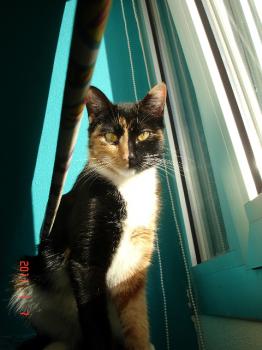 h Bild von Honey