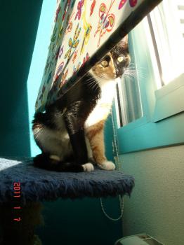 h Bild von Honey