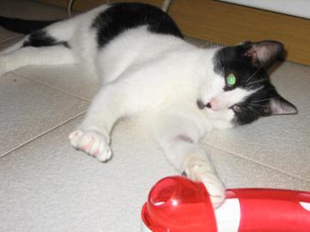 p Bild von Pablo