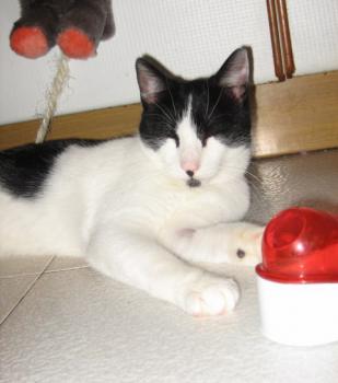 p Bild von Pablo
