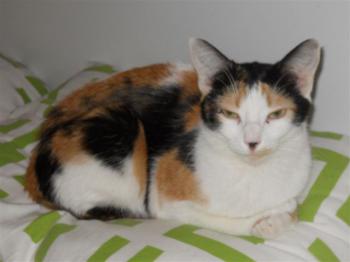 p Bild von Picasa