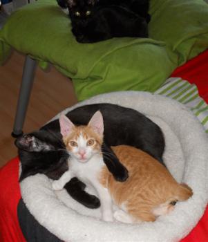 m Bild von Minigo