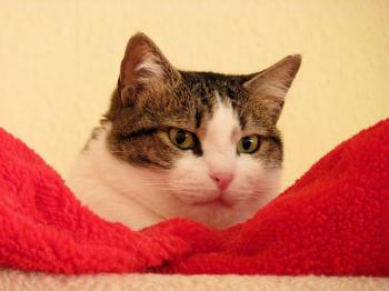 m Bild von Momo