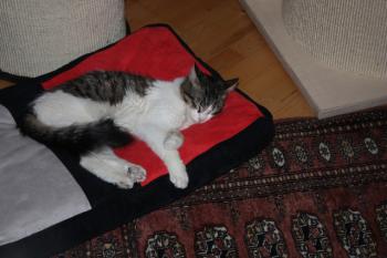 s Bild von Sergio