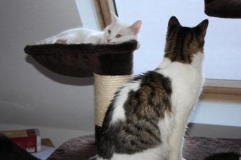 b Bild von Blanquito