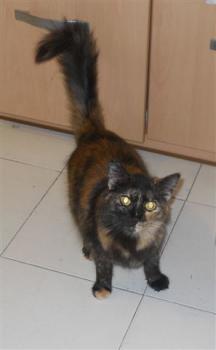 s Bild von Sisi