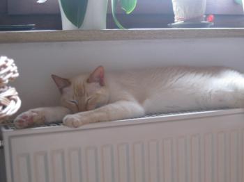 k Bild von Kuga