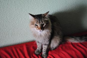 l Bild von Lucas