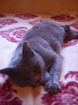 Elfo Bild von Elfo