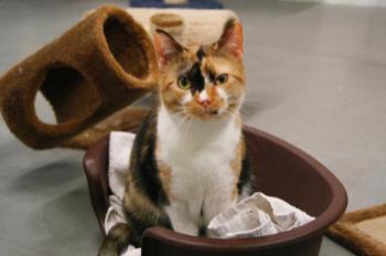 s Bild von Sweety - Five