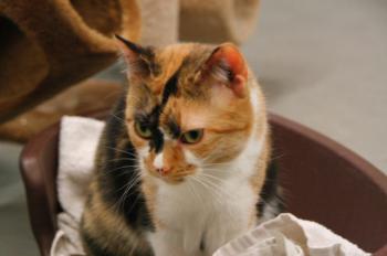 s Bild von Sweety - Five