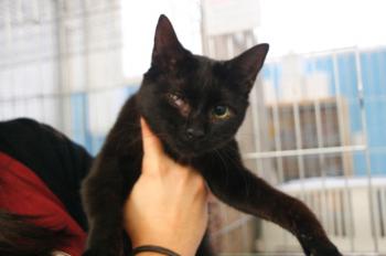 s Bild von Samba