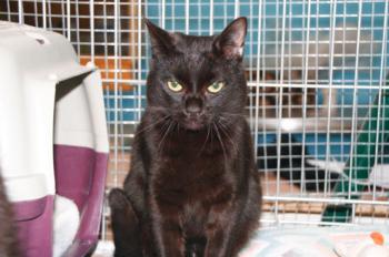 t Bild von Samba