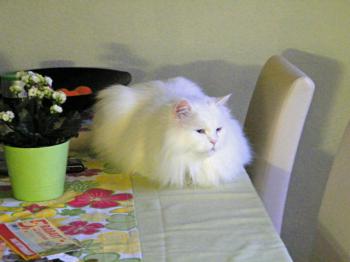 b Bild von Bingo