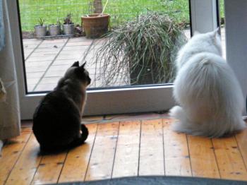 b Bild von Bingo