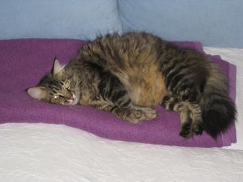 p Bild von Pia