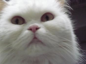 Ohne Namen 3864 Bild von Nala