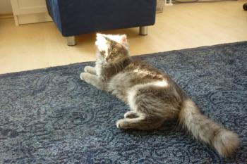 Ritzo Bild von Ritzo