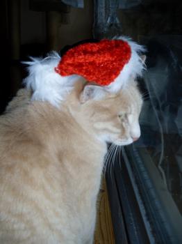 Ginger Bild von Ginger