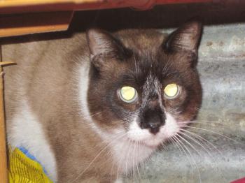Machito Bild von Machito