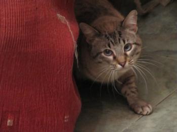Chopi Bild von Chopi