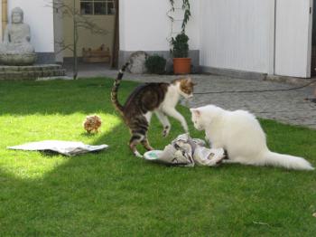 Tommy Bild von Tommy