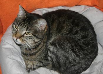 Bild von Cutie Pie
