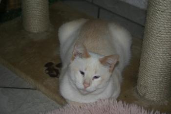 Muffin, Cashew Luna Bild von Cashew
