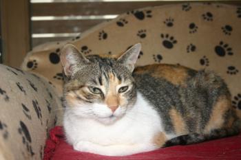 Bild von Lilou