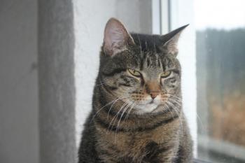 Bild von Cutie Pie