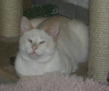 Muffin, Cashew Luna Bild von Cashew
