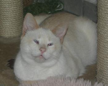Muffin, Cashew Luna Bild von Cashew