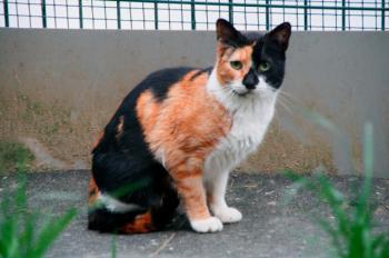 Arlequina Bild von Arlequina