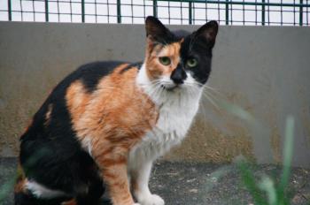 Arlequina Bild von Arlequina