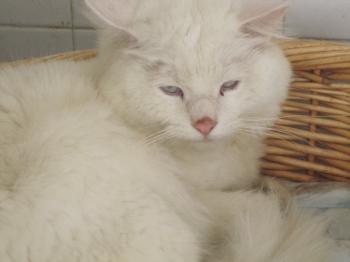 Bild von Ice