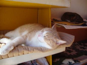 Balu 5221 Bild von Balu 5221
