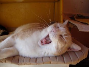 Balu 5221 Bild von Balu 5221