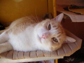 Balu 5221 Bild von Balu 5221