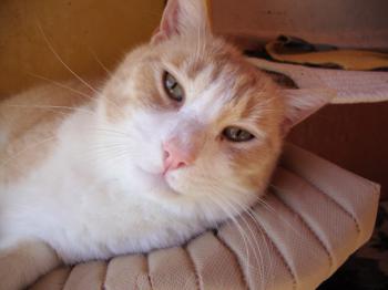 Balu 5221 Bild von Balu 5221