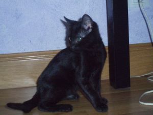 Yelca Bild von Yelca