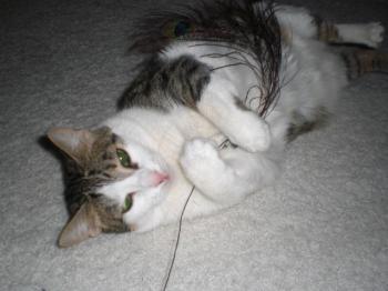 Tigris Bild von Tigris