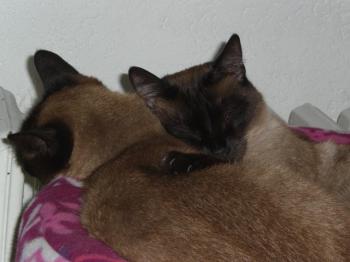 Toffee Bild von Toffee