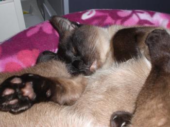 Toffee Bild von Toffee