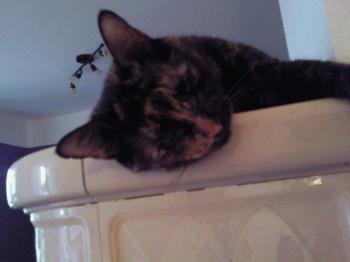 Tina Bild von Tina