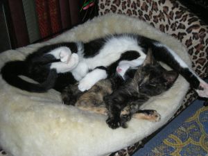Fifi Bild von Fifi