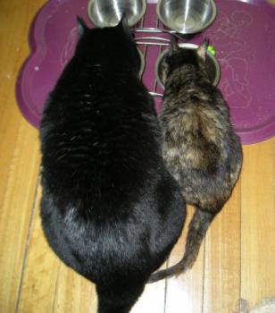 Fifi Bild von Fifi