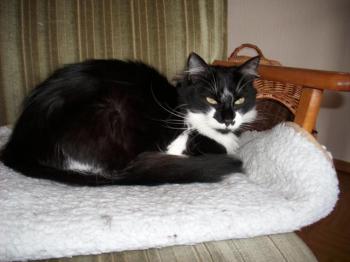 Calixto Bild von Calixto