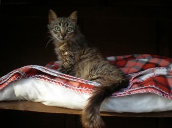 Canela Bild von Canela